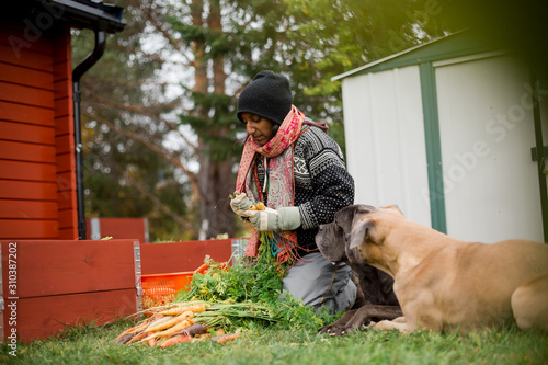 Woman selecting carrots from basket photo