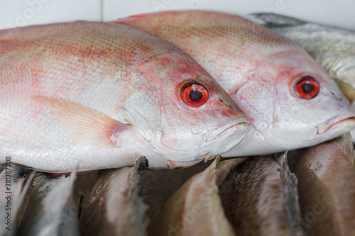 Fresh red snappers at the fish market