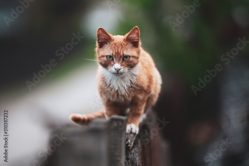 beautiful well-groomed domestic cat walking on the street