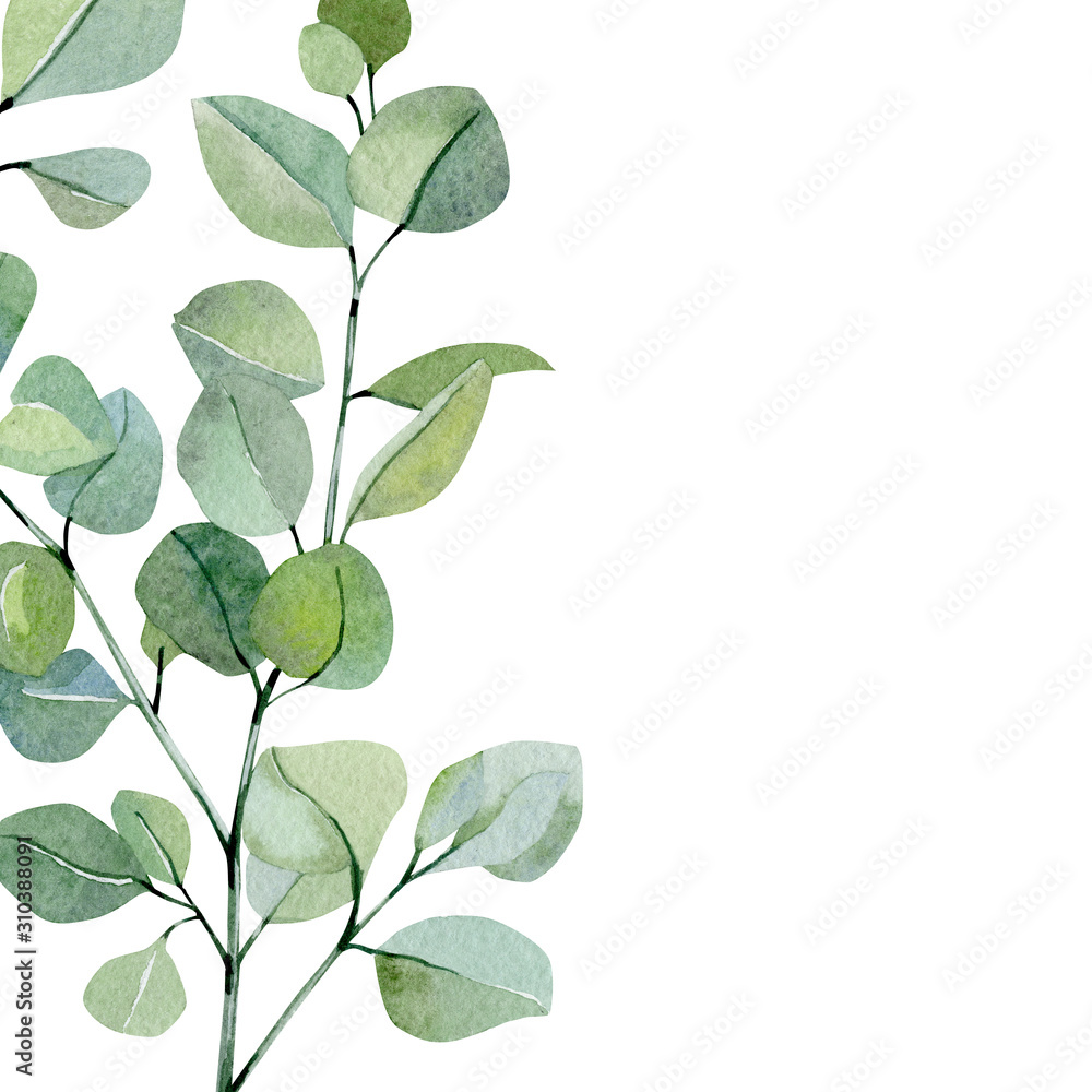 Watercolor banner hand painted silver dollar eucalyptus. Greenery branches and leaves isolated on white background.  Floral illustration for wedding inspiration, poster, greeting card.