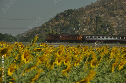 train in sun flower field
