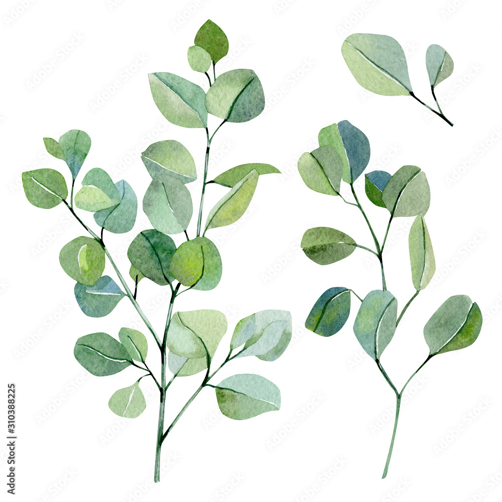 Watercolor hand painted silver dollar eucalyptus. Frolar set branches and leaves isolated on white background.  Greenery illustration for design, card, poster, print and textile fabric.