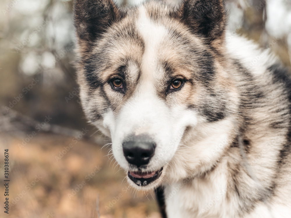 Portrait of dog Portrait of dog