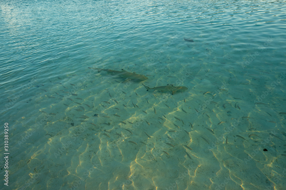 Blacktip reef sharks swim with fishes in the shallow waters of the Maldives Blacktip reef sharks swim with fishes in the shallow waters of the Maldives