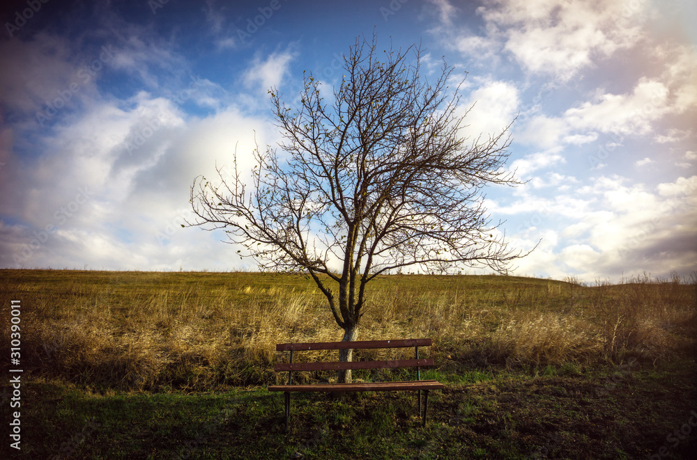 Landscape sky and clouds with single tree and bench on field relaxation Landscape sky and clouds with single tree and bench on field relaxation