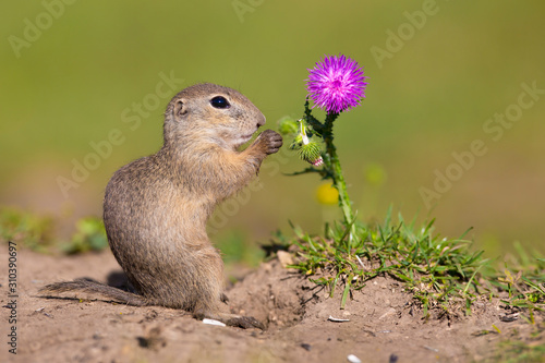 Foto Beautiful european ground squirrel observing from ground