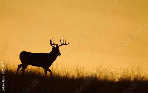 Silhouette of a Whitetail Deer Buck walking along a ridge top at sunset photo