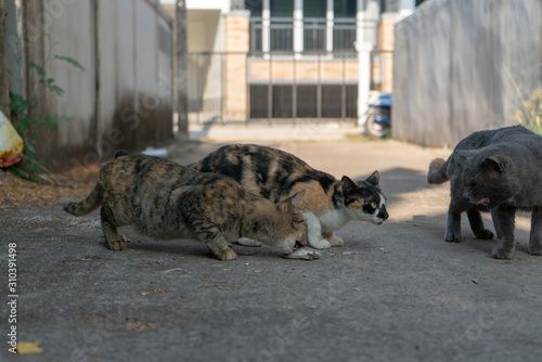 Cats eating on the floor, portrait of Thai cat   © Patara