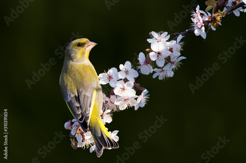 Eurasian greenfinch (Chloris chloris) on a blossoming branch photo