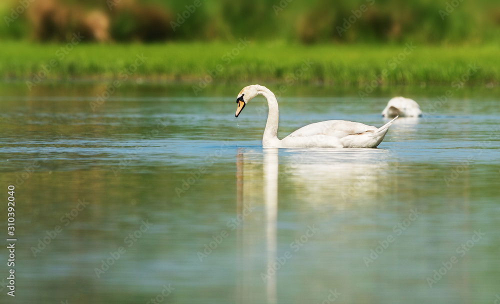 White gentle swan. White gentle swan.