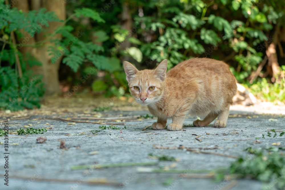 Portrait of ginger kitten at the garden, Portrait of Thai cat Portrait of ginger kitten at the garden, Portrait of Thai cat