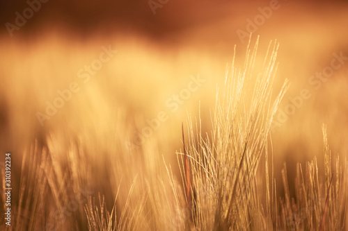 Unfocused barley in golden colors.