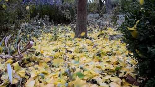 Yellow colored Ginkgo leaves falling to ground. Frot covered ground. Slowmotion. photo