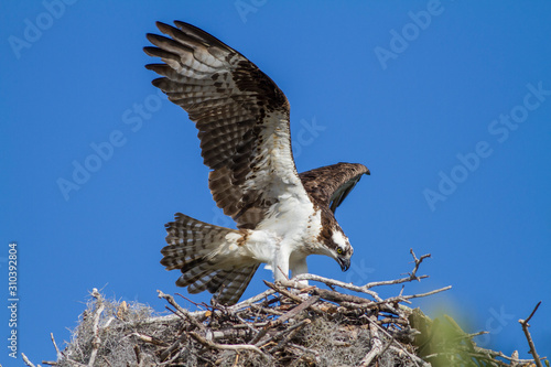 Osprey (Pandion haliaetus)
