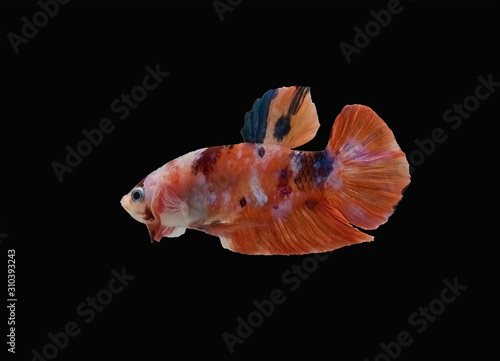 Thai fancy betta fish spreading fin and short tail swimming. Siamese fighting fish isolated black background. Close up and focus selection Colorful freshwater fishes with CLIPPING PATH © Setthasith