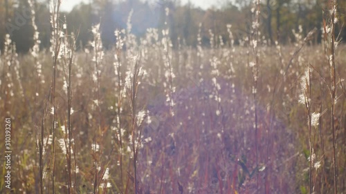 Wallpaper Mural Field of wheat blowing in the breeze during a sunrise sunset. Torontodigital.ca