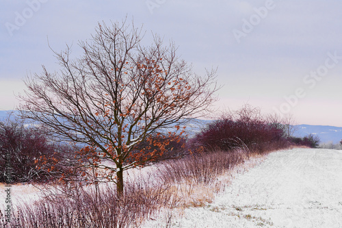 tree in a snowy landscape photo