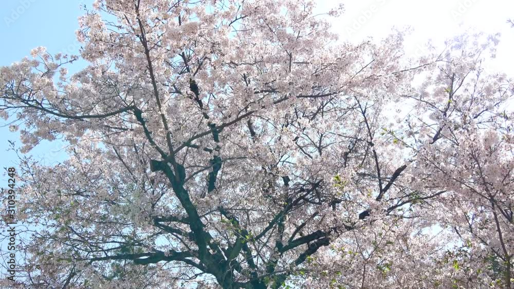 満開の桜と青空 4K / Cherry blossoms with the blue sky 満開の桜と青空 4K / Cherry blossoms with the blue sky