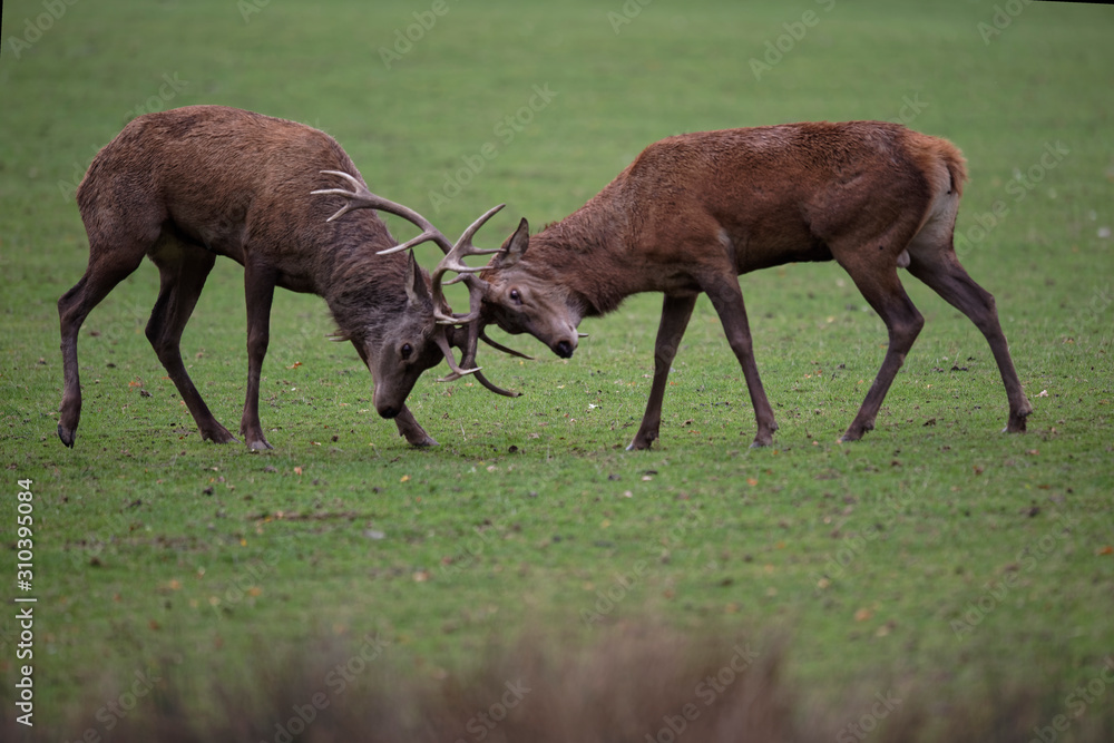 Fototapeta premium combat de cerf