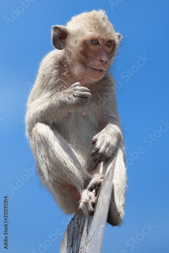 Crab-Eating Macaque over a Sign Post at Prang Sam Yod
