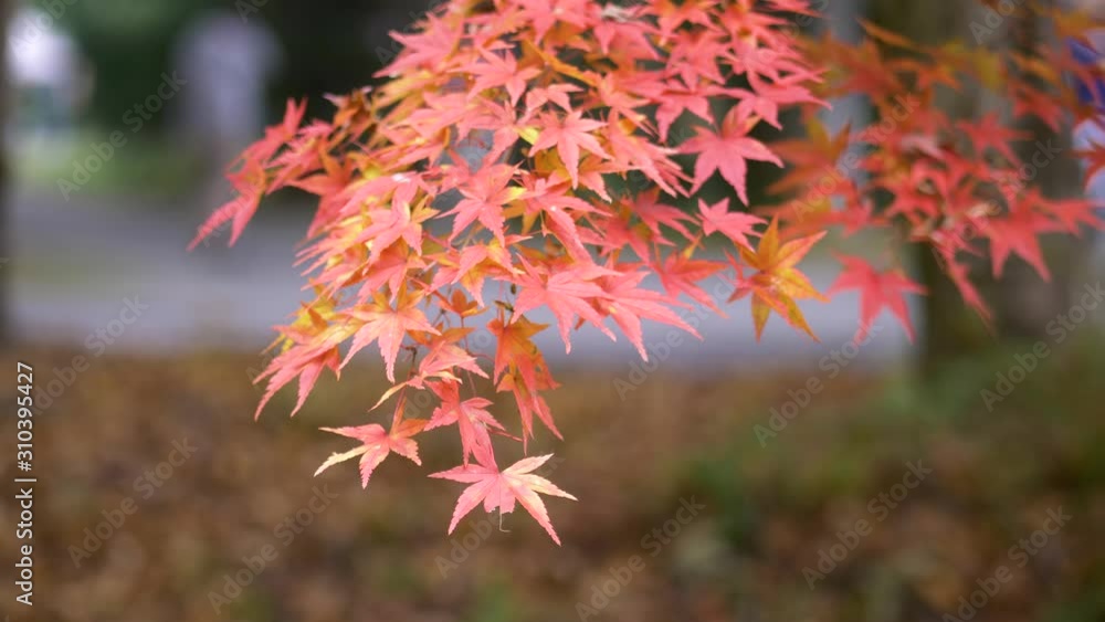 Autumn maple leaves on a branch swaying gently in the breeze, close up with bokeh. Autumn maple leaves on a branch swaying gently in the breeze, close up with bokeh.