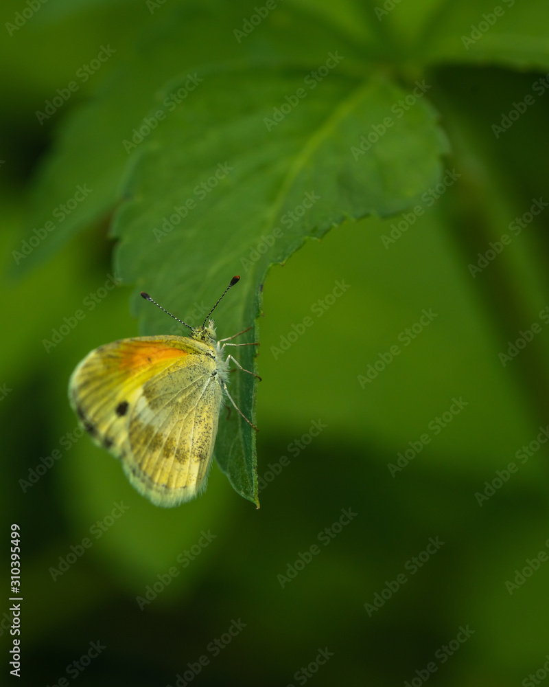 Obraz premium tiny yellow butterfly on leaf