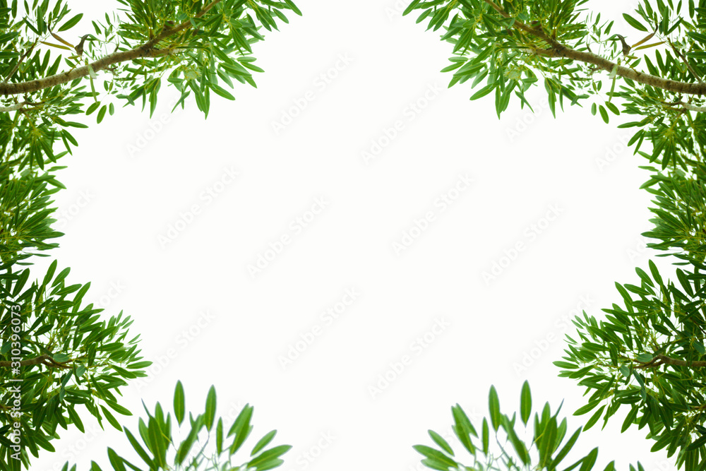 Bush leaves leaf frame, white background