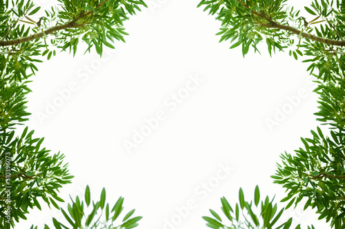 Bush leaves leaf frame, white background