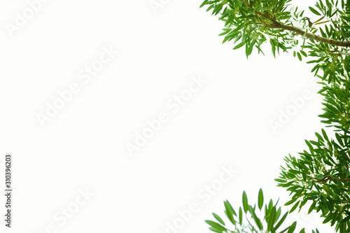 Bush leaves leaf frame, white background