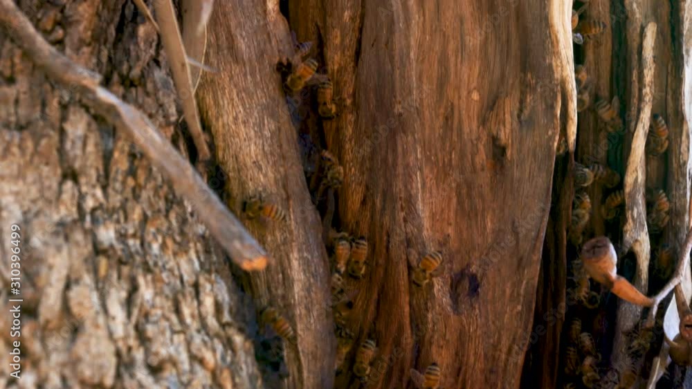invasive honey bee(Apis mellifera) nest in Kings park, Perth 2019. this bee nest was right next to walkway from car-park. it could be hazardous for public. invasive honey bee(Apis mellifera) nest in Kings park, Perth 2019. this bee nest was right next to walkway from car-park. it could be hazardous for public.
