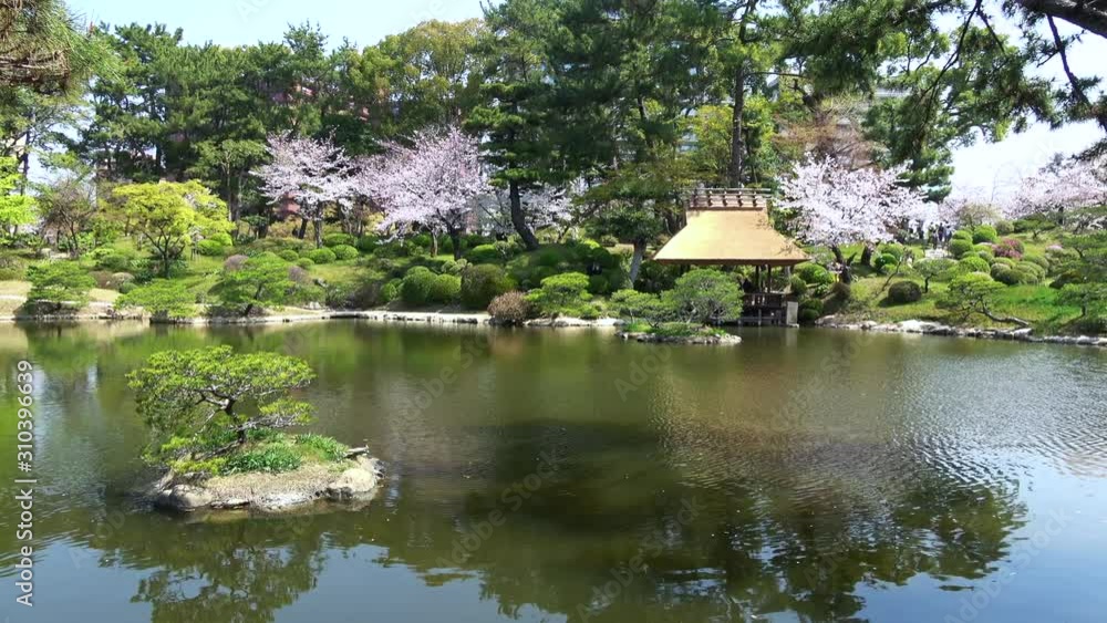 桜 日本庭園 パン 4K / Pan shot of cherry blossoms in Japanese garden 桜 日本庭園 パン 4K / Pan shot of cherry blossoms in Japanese garden