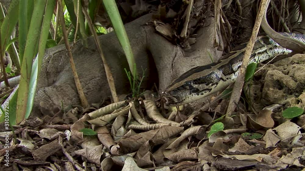 A curious python snake pokes his head into an opening in the trees and then retracts back into hiding A curious python snake pokes his head into an opening in the trees and then retracts back into hiding
