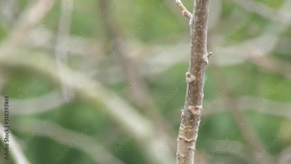 focused twig in gentle snow breeze focused twig in gentle snow breeze