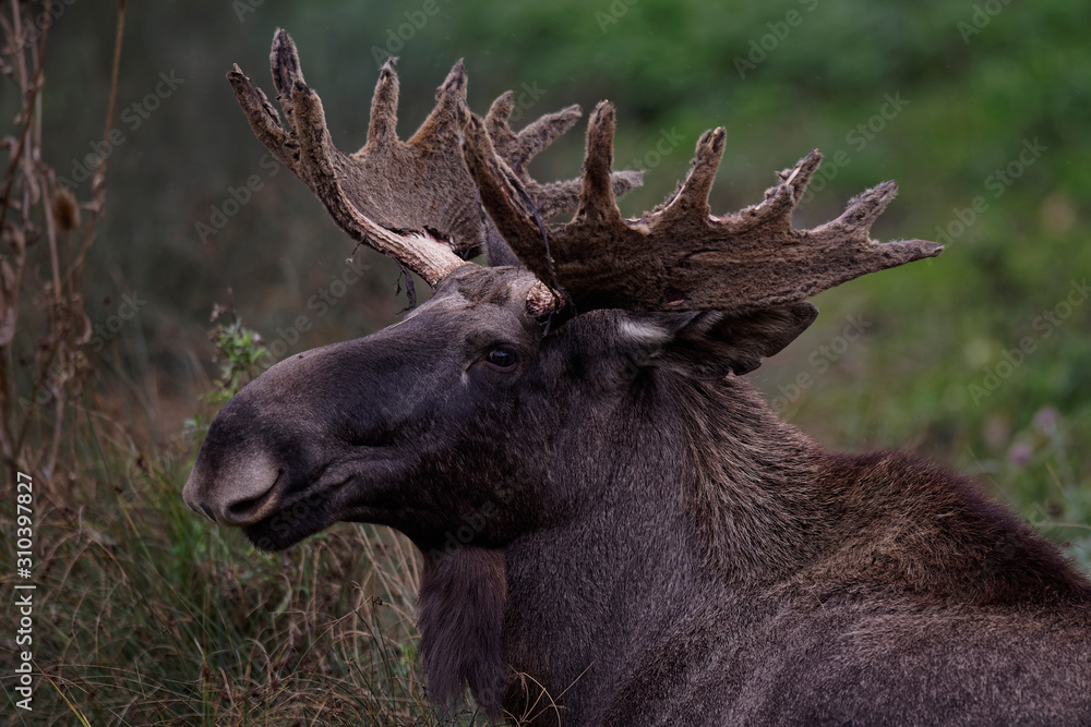 Fototapeta premium Élan d'Europe