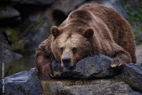 Wallpaper Mural Ours brun Torontodigital.ca