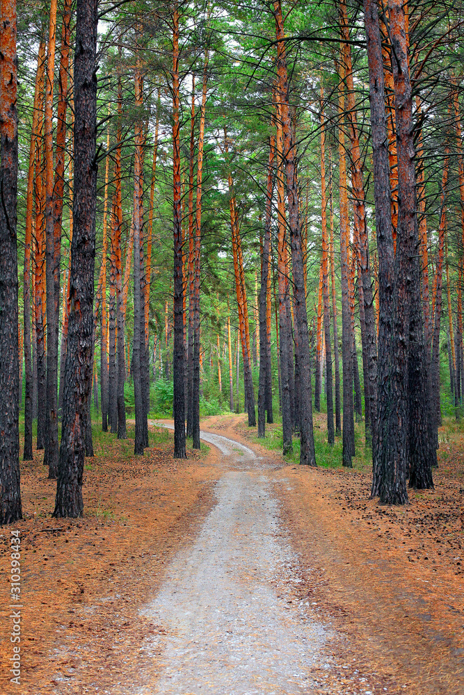 Fototapeta premium Deep Wood