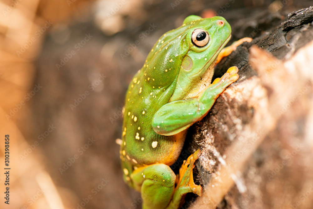Detailed closeup of a Magnificent Tree Frog. Scientific name is Litoria splendida. Detailed closeup of a Magnificent Tree Frog. Scientific name is Litoria splendida.