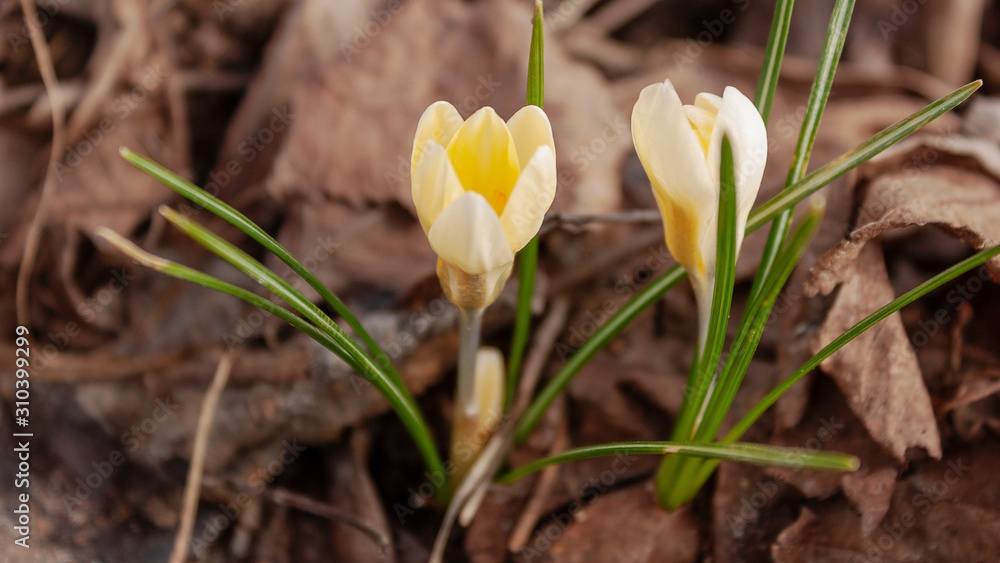 The first spring crocuses are tender and touching against the background of last year's foliage and grass. The first spring crocuses are tender and touching against the background of last year's foliage and grass.