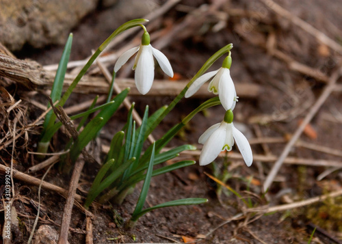White and tender snowdrops on the background of the land thawed out of snow are the first spring flowers.