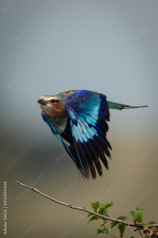 Lilac-breasted roller flies past with wings down Lilac-breasted roller flies past with wings down