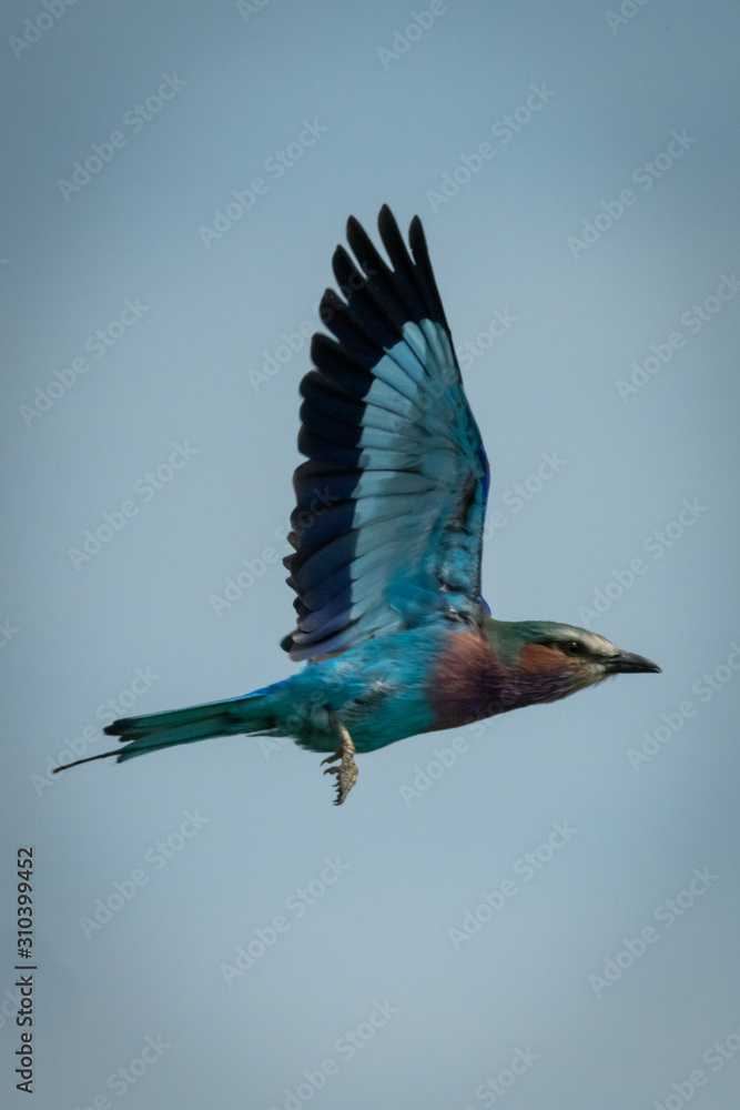 Lilac-breasted roller flies with both wings raised Lilac-breasted roller flies with both wings raised