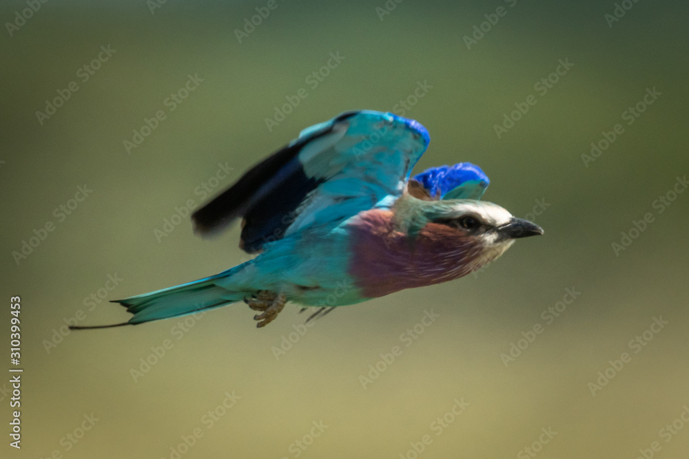 Lilac-breasted roller flying with green bokeh background Lilac-breasted roller flying with green bokeh background