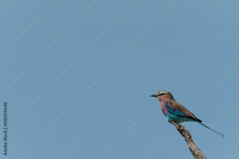Fototapeta premium Lilac-breasted roller on branch under blue sky