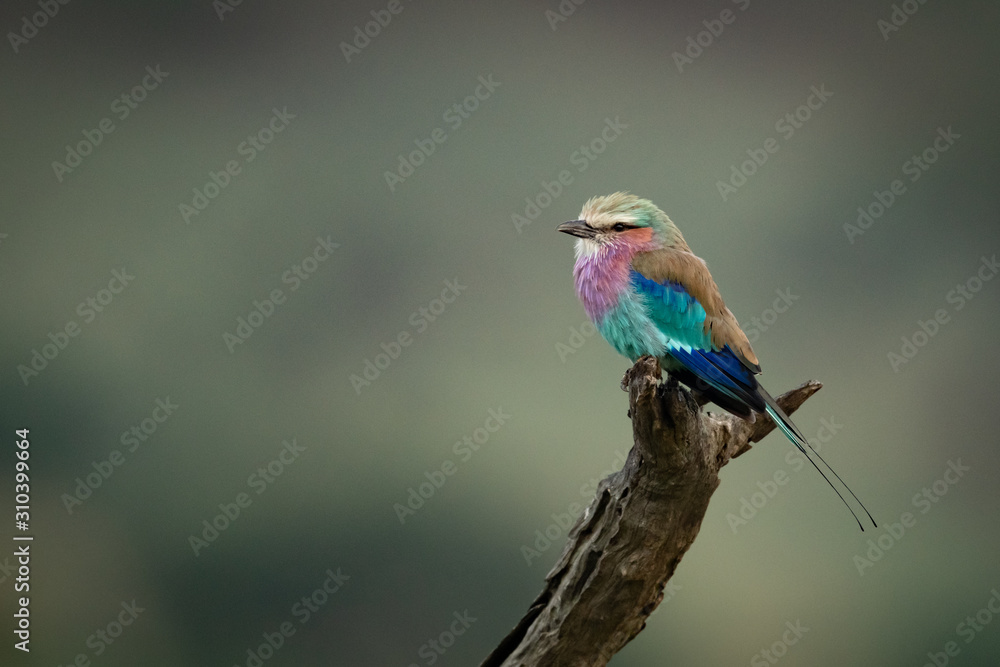 Lilac-breasted roller on dead log pointing left Lilac-breasted roller on dead log pointing left