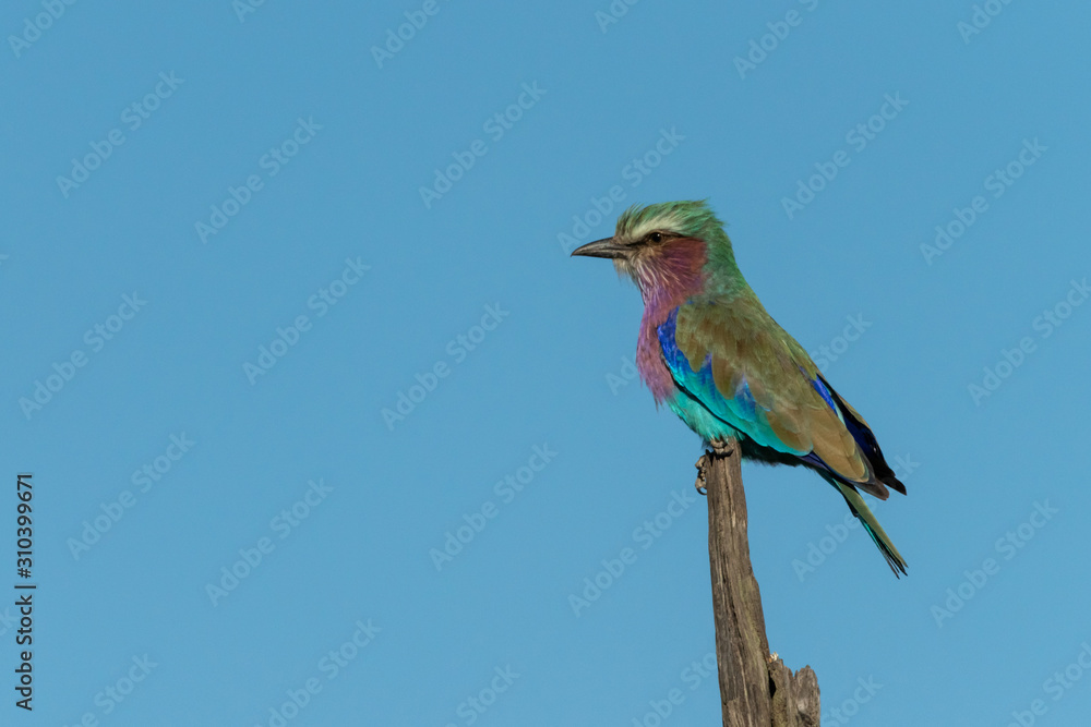 Lilac-breasted roller on dead tree in profile