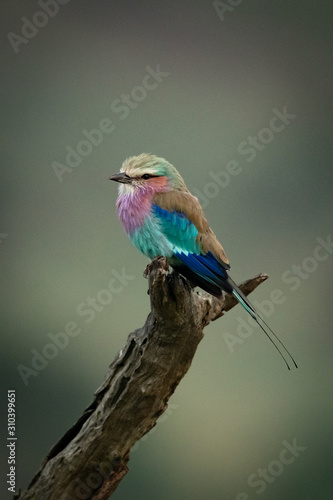 Lilac-breasted roller on dead log facing left