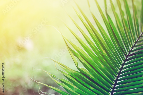 Green palm leaves as background.Palm Sunday concept.