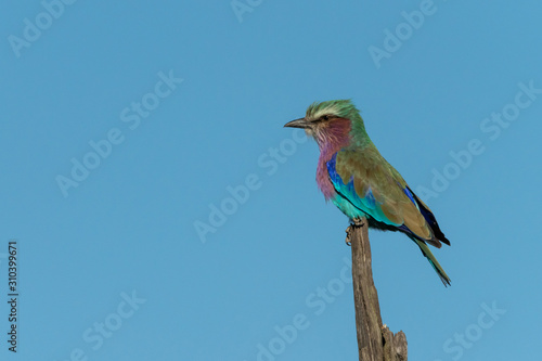 Lilac-breasted roller on dead tree in profile © Nick Dale