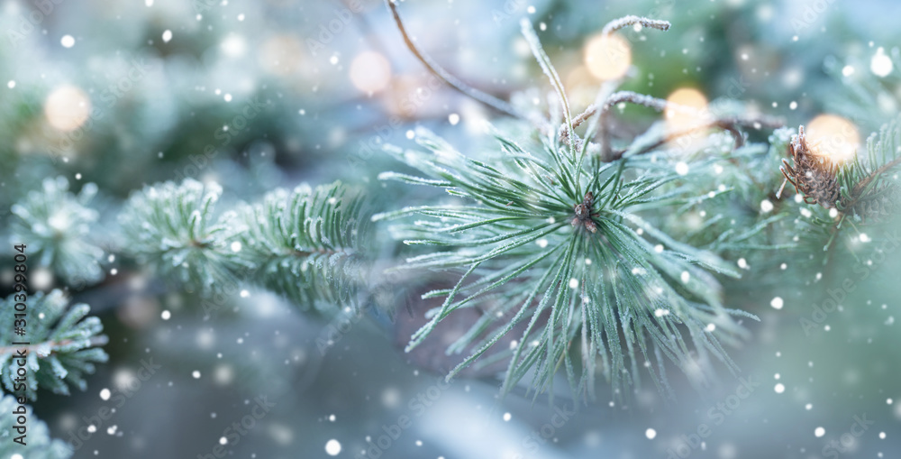 Fir tree in natural winter scenery Fir tree in natural winter scenery