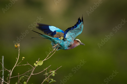 Lilac-breasted roller takes off from bush branch